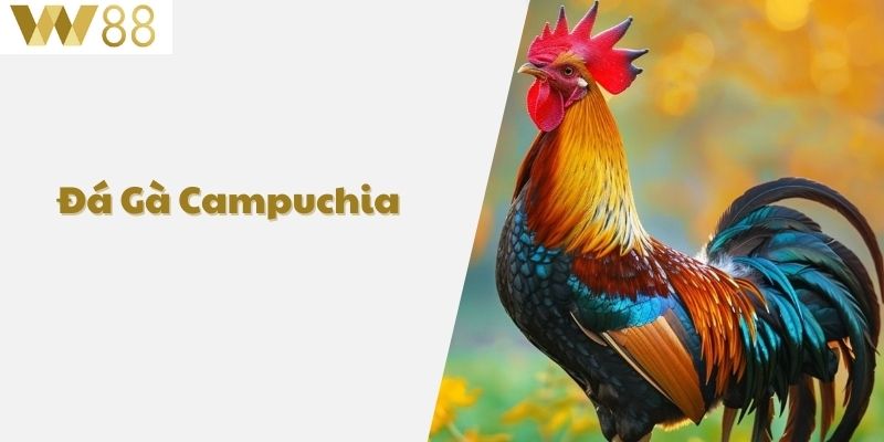 Đá gà Campuchia