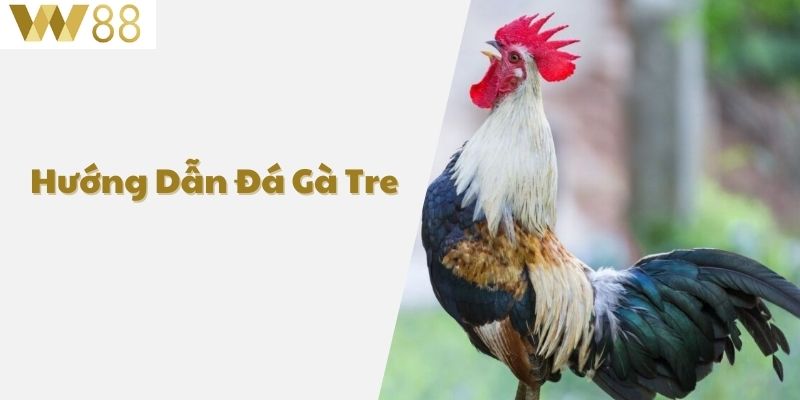 Hướng dẫn đá gà tre